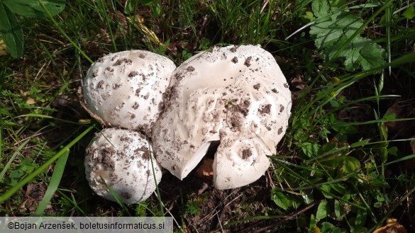 Amanita strobiliformis