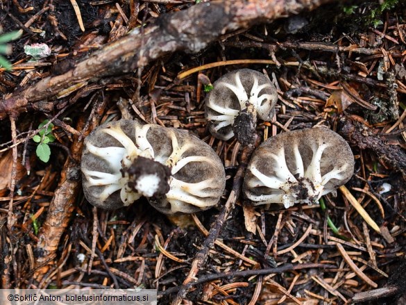 Helvella costifera