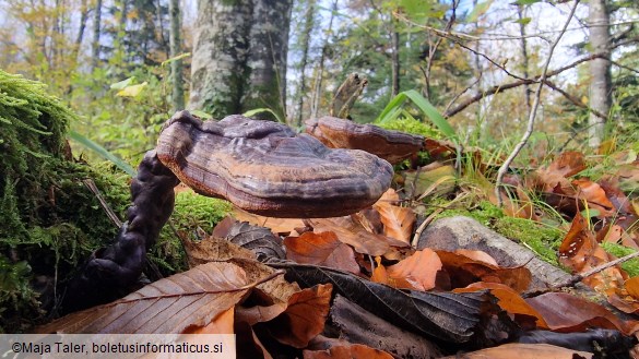 Ganoderma lucidum