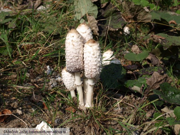 Coprinus comatus
