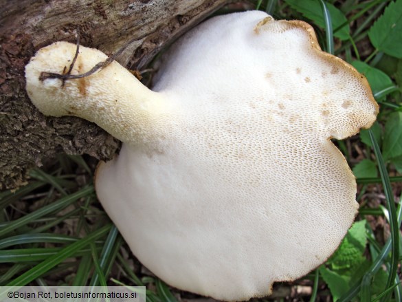 Polyporus tuberaster