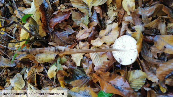 Oudemansiella radicata