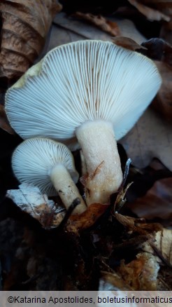 Lactarius blennius