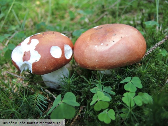 Russula paludosa