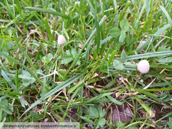 Conocybe apala