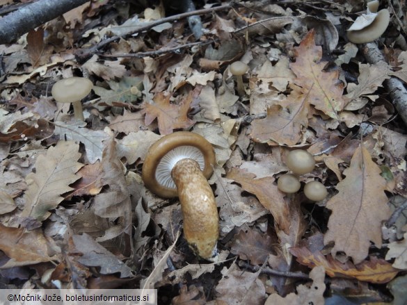 Hygrophorus persoonii