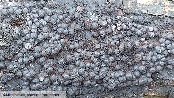 Rosellinia corticium