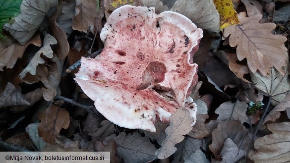 Hygrophorus russula