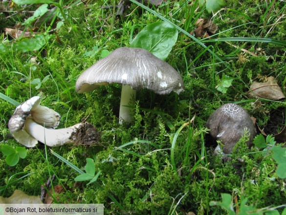 Pluteus nanus