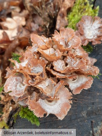Panellus stipticus