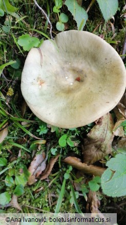 Russula heterophylla