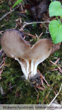 Helvella acetabulum