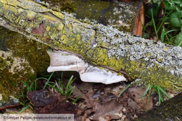 Phellinus pomaceus