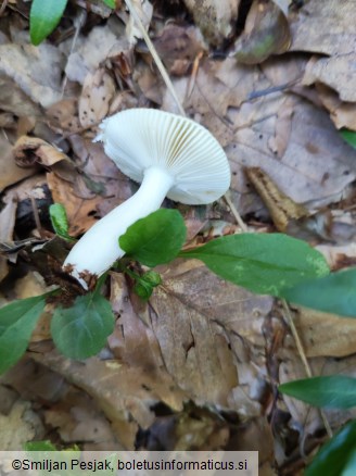 Russula solaris