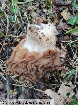 Gyromitra esculenta