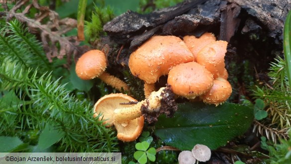 Pholiota flammans