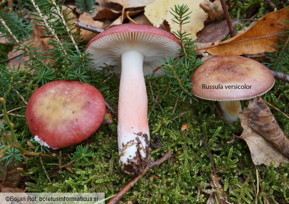 Russula gracillima