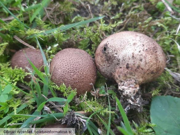 Scleroderma cepa