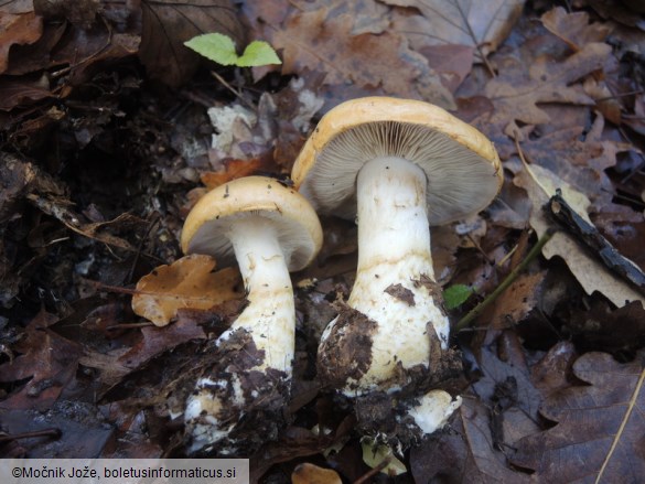 Cortinarius olidus