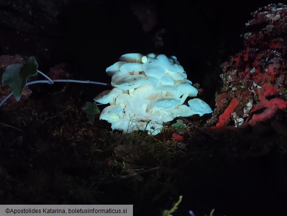 Flammulina filiformis