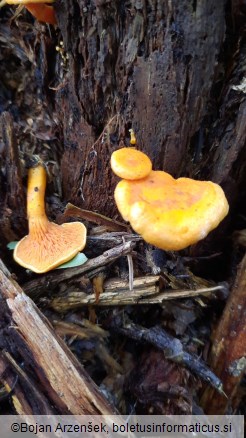 Hygrophoropsis aurantiaca