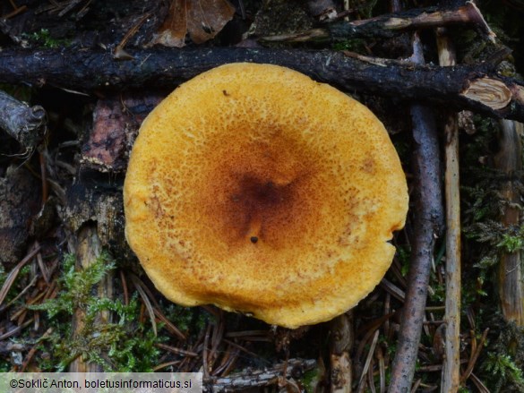 Hygrophoropsis rufa