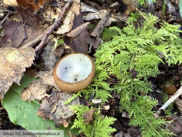 Humaria hemisphaerica