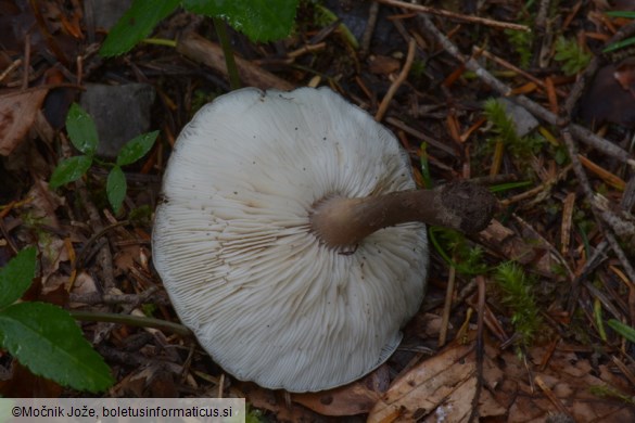 Melanoleuca graminicola