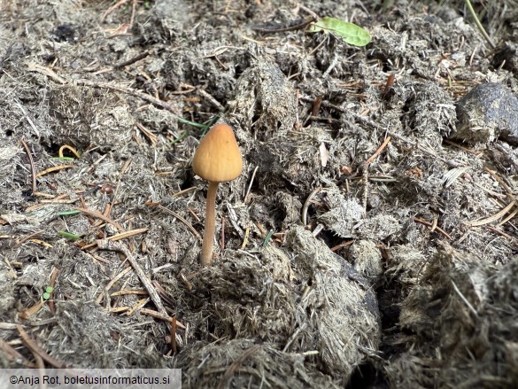 Conocybe macrospora