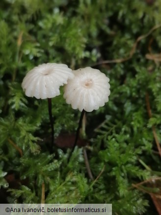 Marasmius bulliardii
