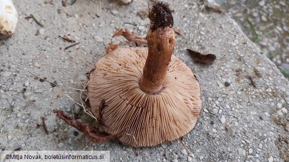 Tricholoma ustale