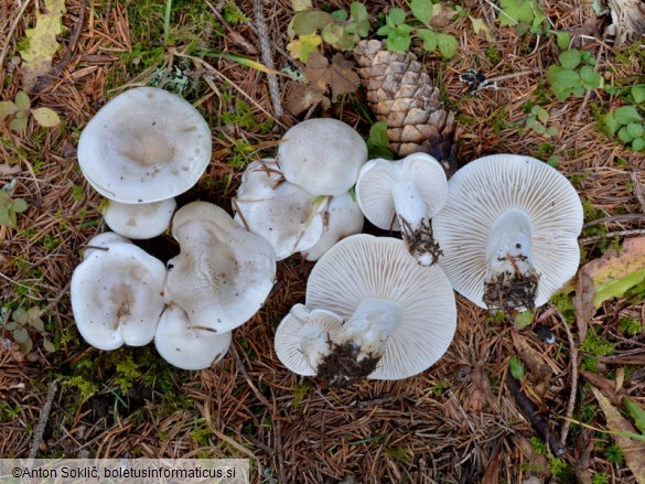 Hygrophorus hyacinthinus