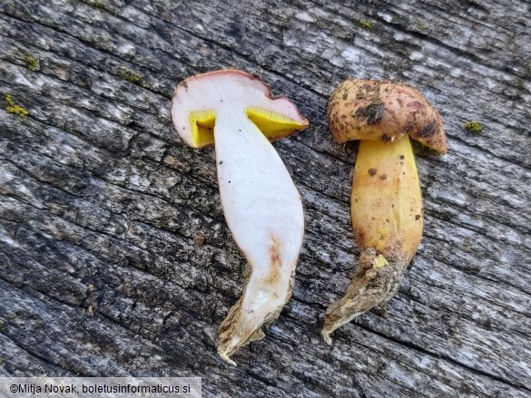 Aureoboletus gentilis
