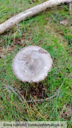 Amanita porphyria