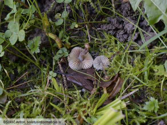 Mycenella bryophila