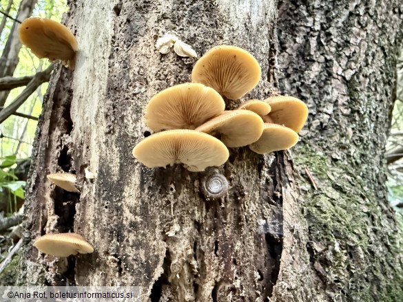 Crepidotus crocophyllus