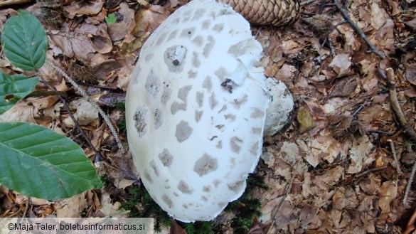 Amanita strobiliformis