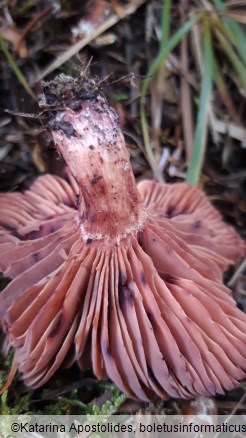 Hygrophorus capreolarius