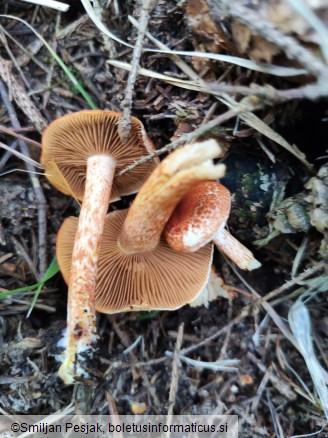 Cortinarius bolaris