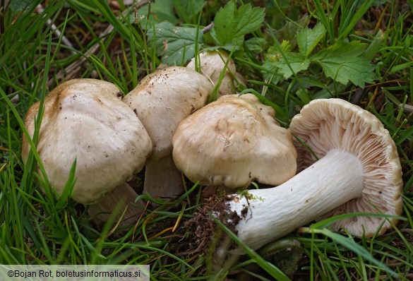 Entoloma sepium