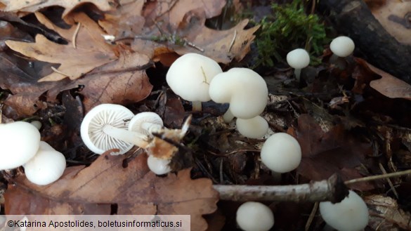 Marasmius wynnei