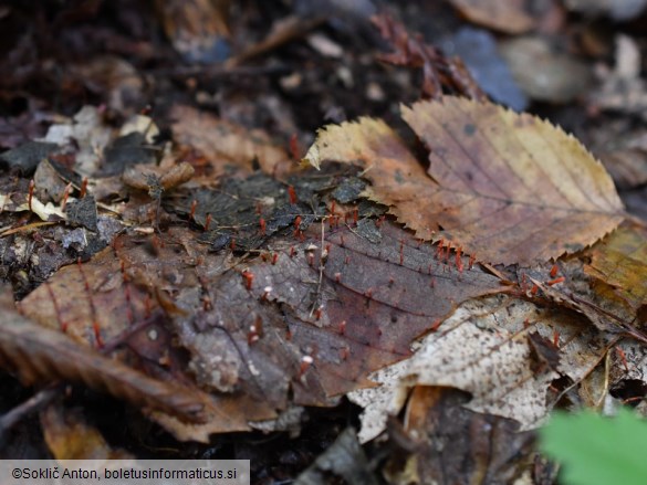 Anthina flammea