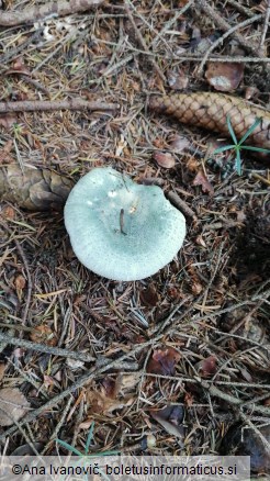 Russula virescens