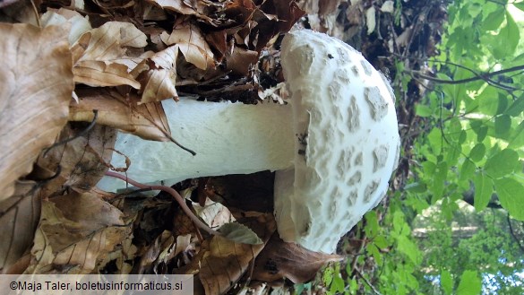 Amanita strobiliformis