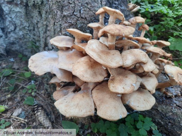 Armillaria borealis