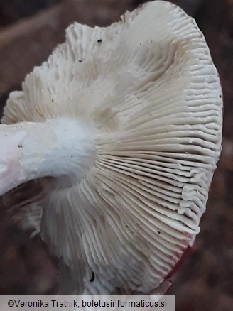 Russula lepida