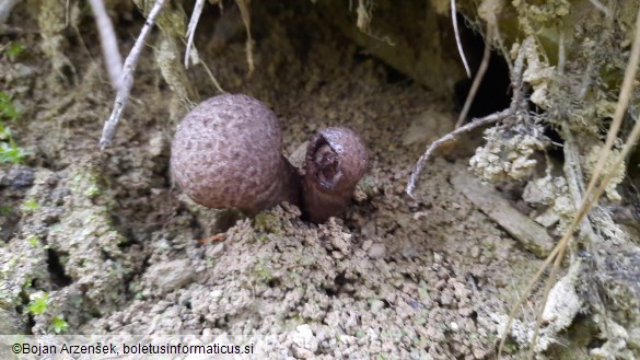 Strobilomyces strobilaceus