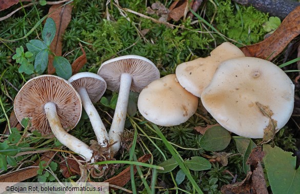 Hebeloma pseudofragilipes
