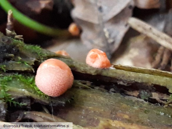 Lycogala epidendrum