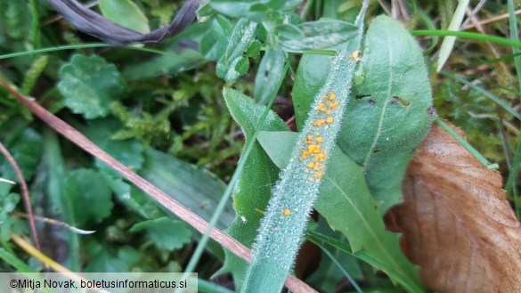 Puccinia striiformis